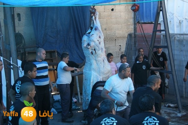 ada7y 116 n1 (49).JPG